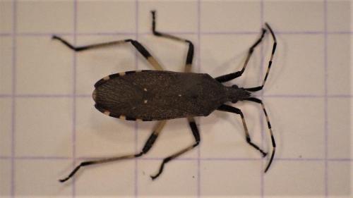 Réf. 281 216 : Dicranocephalus agilis